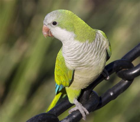 Quaker Parrot Facts Lifespan Behavior Pet Care Pictures