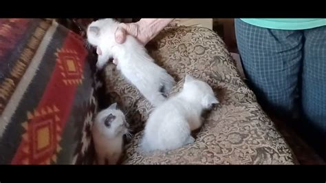 We Got Pussy Cats Everywhere YouTube