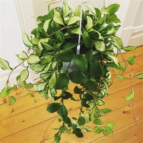 Hoya Heuschkeliana Variegata | Krukväxter