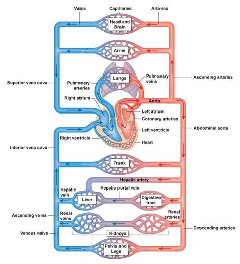 The Structure Of The Heart And Its Major Vessels Labeled In This