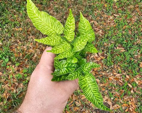 Golden Zebra Fern Very Pretty And Unique Plant Rare Starter Plant Etsy