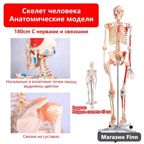 Анатомическая модель скелета человека размером 180 см с цветной ...