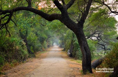 Bharatpur Bird Sanctuary - Places To Visit In Rajasthan - Inditales