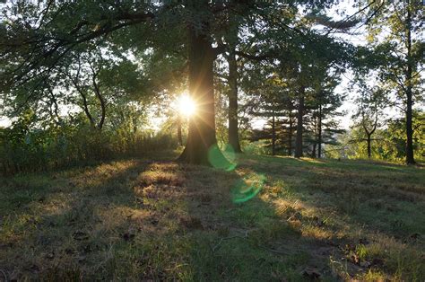 Download free photo of Sunset,trees,park,nature,sun - from needpix.com