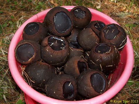 Кром Игорь: Саркосома шаровидная (Sarcosoma globosum)