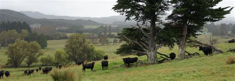 Cattle on our Katoa farm in new Zealand