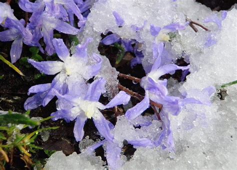 snow flowers on Pinterest | Snow, Winter and Spring