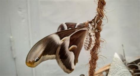 Some Of Shocking Facts About Eri Silk Moths Muezart