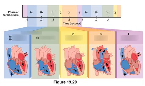 cardiac cycle Diagram | Quizlet