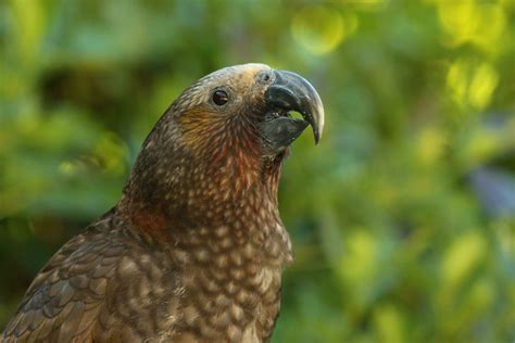 North Island Kaka Parrot 25926507 Stock Photo at Vecteezy