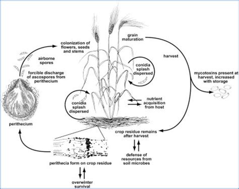 Figure From Bases Mol Culaires De La Sensibilit Du Bl Tendre