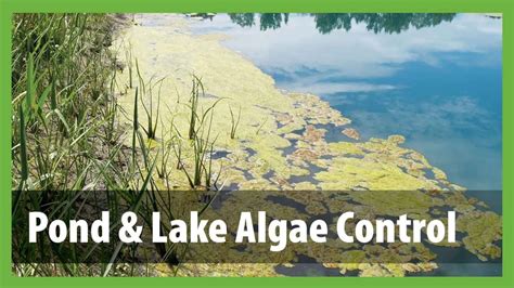 How To Get Rid Of Algae In A Pond Pond Lake Algae Control YouTube