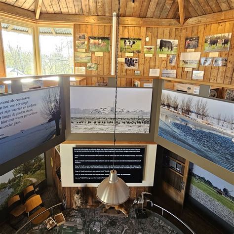 Verschillende Koeien In Midden Delfland Puuur Midden Delfland