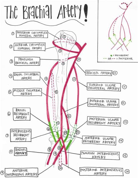 Brachial Artery Medizzy