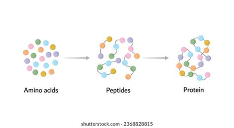 37,777 Amino Acids Images, Stock Photos, 3D objects, & Vectors ...