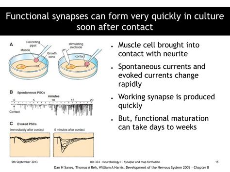 PPT - Synapse formation PowerPoint Presentation, free download - ID:3366323