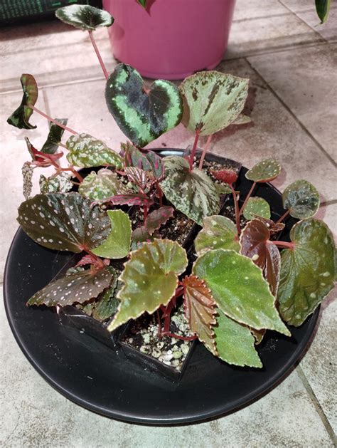 Update Pic Of My Begonia Terrarium Darthvadarina Hybrid Is In The