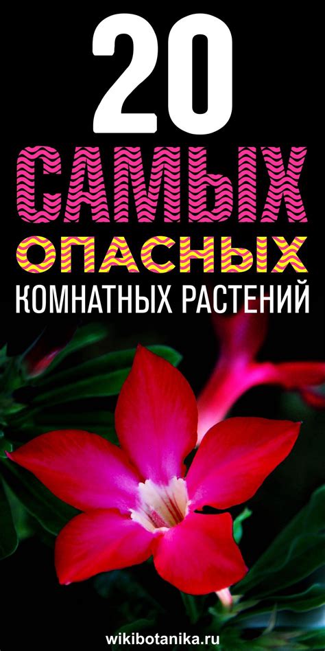 Топ домашних растений, которые нужно выращивать с осторожностью. Они ...