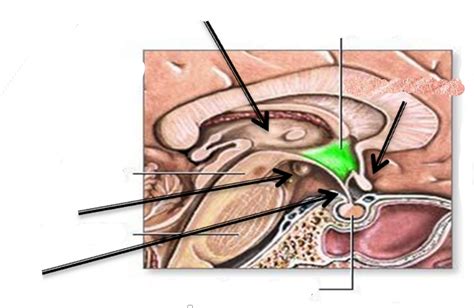 Thalamus And Hypothalamus Diagram Quizlet