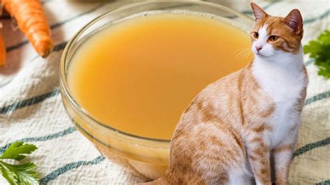 Descubrir 69 Imagen Sopa De Gato Receta Abzlocalmx