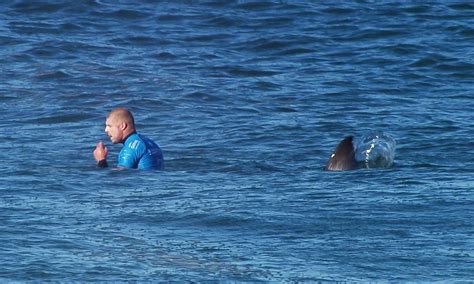 Surfista Dá Soco Em Tubarão Que O Atacou Na Costa Leste Da Austrália Jornal O Globo