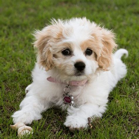 The Cavachon & Cavachon Puppies Origin, Temperament, & Price