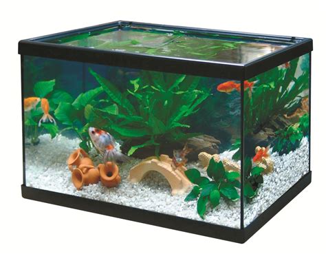 ¿cómo Tener Y Cuidar Una Pecera Fish Aquarium Decorations Cool Fish