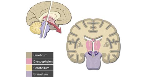 Cerebral Cortex Histology Labeled