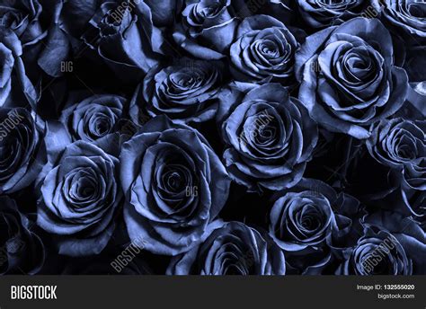 Dark Blue Roses Image & Photo (Free Trial) | Bigstock