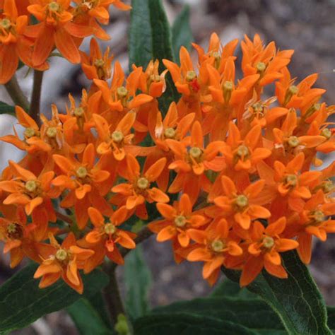 Butterfly Weed Orange Glory Flower