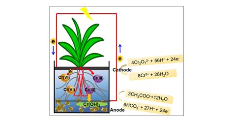 Bioelectrochemical Chromiumvi Removal In Plant Microbial Fuel Cells Environmental Science