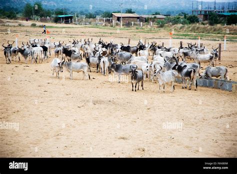 Goshala cow protection sanchore rajasthan hi-res stock photography and ...