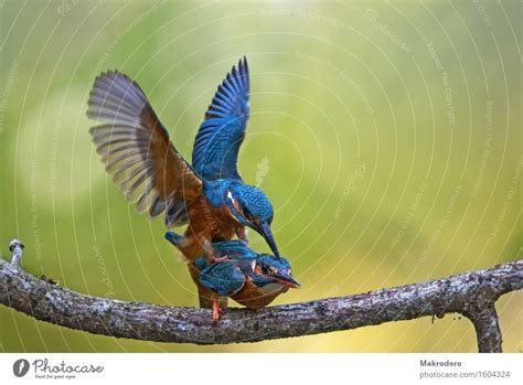 Glück Tier Vogel 2 Ein Lizenzfreies Stock Foto Von Photocase