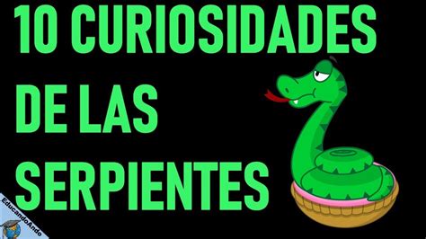 10 fascinantes curiosidades sobre serpientes que no sabías Mascotario