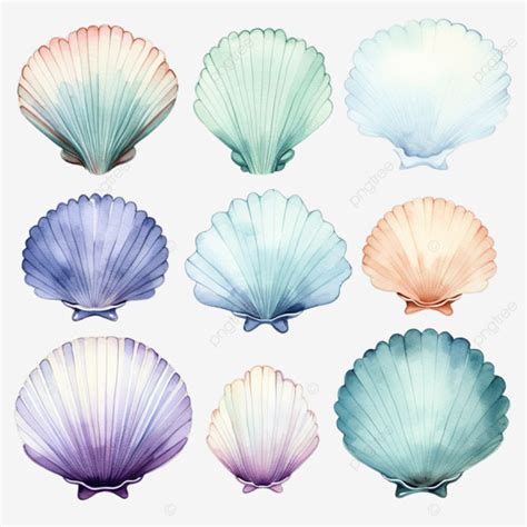 Watercolor Scallop Clip Art Shell Scallop Shellfish PNG Transparent