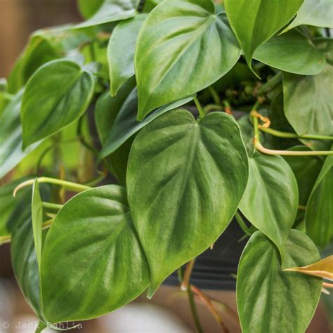 Philodendron Hederaceum 'Heartleafed Philodendron