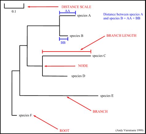 Complete Phylogenetic Tree Of Life