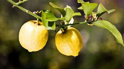 Indoor Lemon Trees Your Complete Care Guide Indoor Gardening