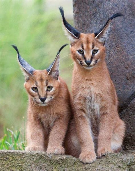 Каракал (кошка): описание породы, фото :: SYL.ru