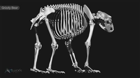 3D Grizzly Bear Skeleton Model - TurboSquid 2049677