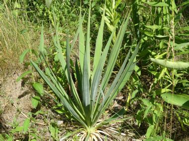 Adam's Needle: Identification, Leaves, Bark & Habitat | Yucca filamentosa