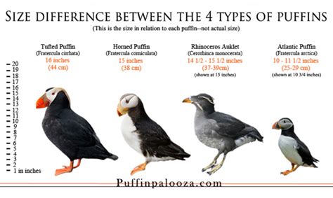 Puffins: Pictures, facts & photo tips | Alaska photography tips | Lagniappe