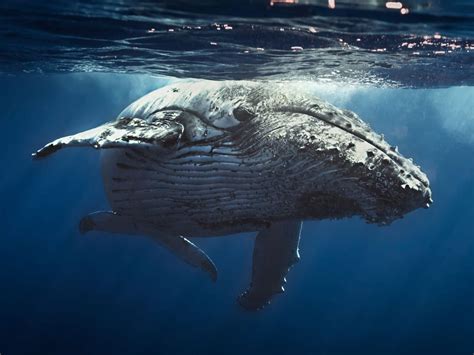 whale meaning whale symbolism