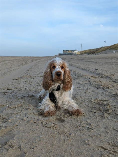 Chill Chalet In Zeeland Urlaub Mit Hund Oostkapelle Kapelle