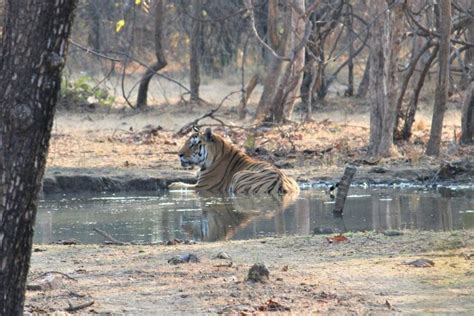 Pench Tiger Reserve A Complete Guide Wildlifezones