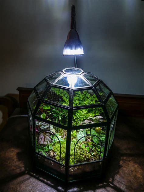 Setting up a Terrarium — Glass Jungles