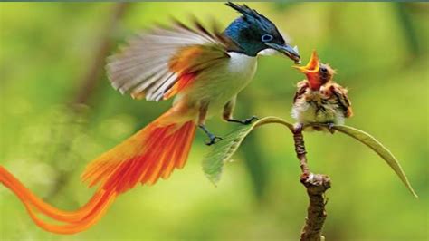 Birds mother feeding there hungry babies #birds #hungry #animals | 鳥, 生態