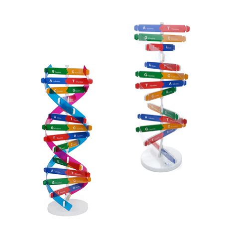 Mua Dna Kit Self Double Helix Model Kit Assembling Dna Display Stand