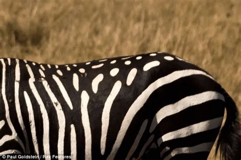 Spotted zebra : r/RealLifeShinies