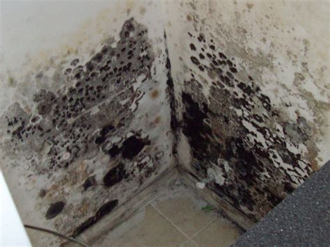 Black Mold and Toxic Black Mold - Does it sounds familiar to you? The ...